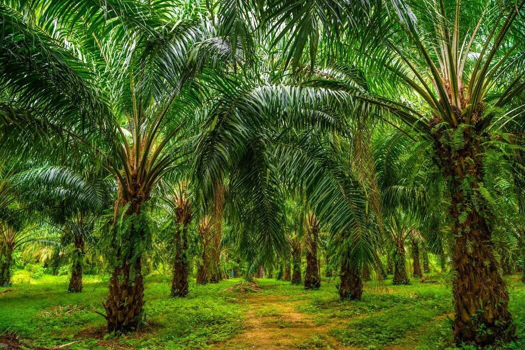 Palm Plantation Land
